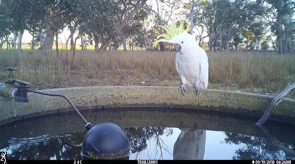 Sulphur-crested Cockatoo in Pinkerton Forest